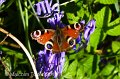 Peacock butterfly on a bluebell